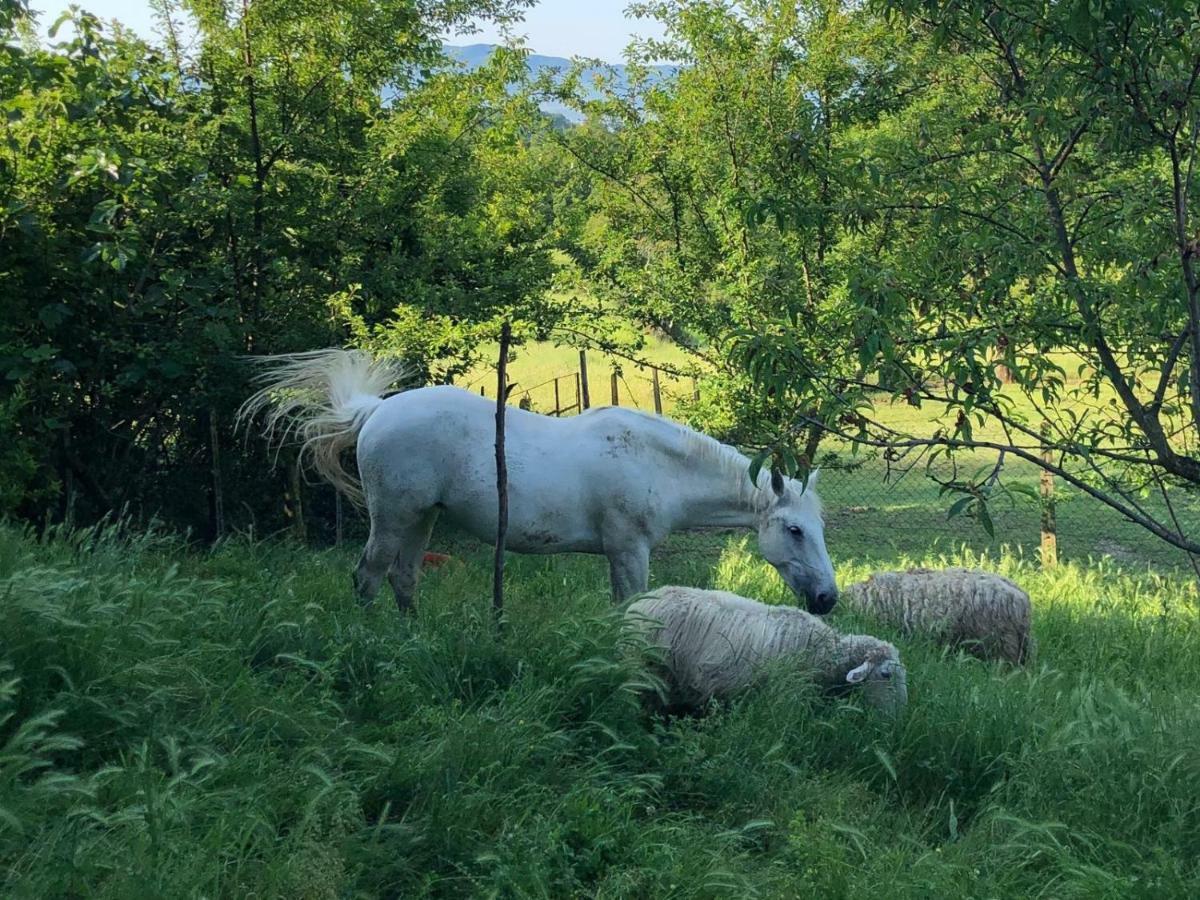 Ala Di Maniero In Agriturismo Valdrago In Toscana, Nel Verde Mugello Sulle Colline Di Firenze Autodromo Mugello Circuit Борго-Сан-Лоренцо Екстер'єр фото